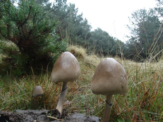 Panaeolus spicthrinus